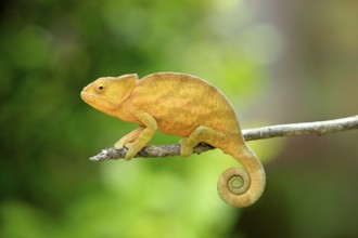 Ball-horned chameleon, young (Calumma globifer), side, Madagascar, Africa