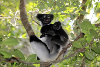 Indris (Indri indri), female with young, Perinet Game Reserve, Andasibe, Madagascar, Africa