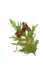 Thuja occidentalis, Branch with cone (Thuja occidentalis) , Common thuja