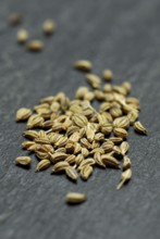 Ajwain-Seeds (Trachyspermum ammi) , Bishop's wort