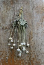 Poppy seed capsules, hung to dry ( Papaver spec.)