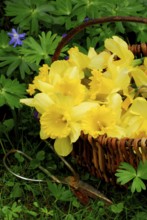 Daffodils (Narcissus) in the basket