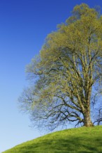 Lime tree, Tilia spec., Basel Country, Switzerland, Europe