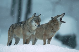 Wolves (Canis lupus)