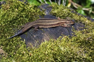 Common Lizard (Lacerta vivipara) with regenerated tail, Lower Saxony, Germany, Europe