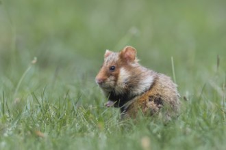 European hamster (Cricetus cricetus), sits in meadow, Neusiedeler See National Park, Burgenland,