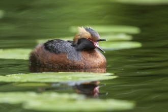 Horned Grebe (Podiceps auritus) swims in the water, calling, Västergotland, Sweden, Europe