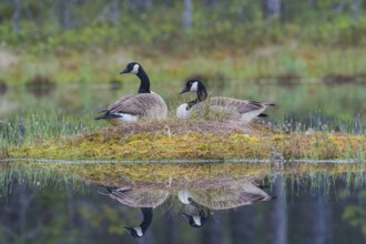 Couple of Canada goose (Branta canadensis) at the nest with water reflection, province Örebro,