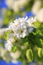 Pear blossoms ( Pyrus communis) , Switzerland, Europe