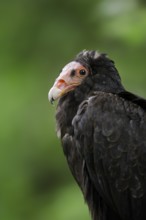 Turkey vulture (Cathartes aura), portrait, Everglades National Park, Florida, USA, North America