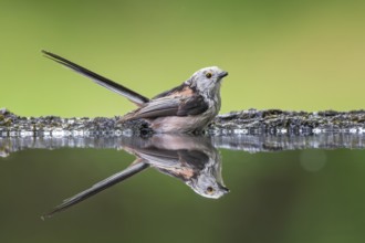 Tail Tit (Aegithalos caudatus) bathing at a drinking trough, sitting in the water, Kiskunsag