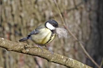 Great tit (Parus major) with nesting material in its beak, Naturpark Flusslandschaft Peenetal,