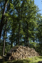 Forest of Troncais, Wood cuts. Allier department. Auvergne Rhone Alpes. France