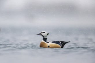 Steller's eider (Polysticta stelleri), male, splendid plumage, Batsfjord, Båtsfjord, Varanger