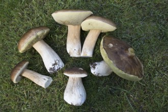 King boletes (Boletus edulis), Emsland, NIedersachsen, Germany, Europe