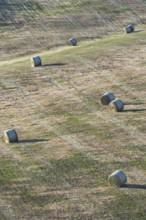 Harvested wheat field with straw bales, landscape around Pienza, Val dOrcia, Orcia Valley, UNESCO