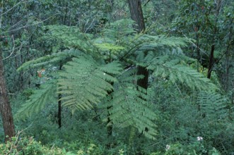 Tree fern, Madagascar (Cyathea)