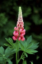 Lupin (Lupinus polyphyllus)