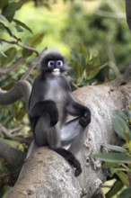 Dusky Leaf Monkey (Trachypithecus obscurus), male (Presbytis obscurus)