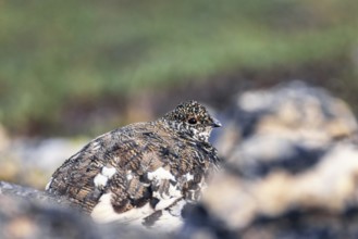 White tailed ptarmigan in a rocky terrain at canadian rockies, Jasper National Park, Canada, North