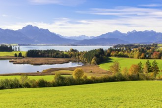 View of the Forggensee, Allgäu Alps, Allgäu, Bavaria, Germany, Europe