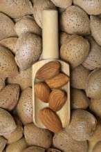 Almond kernels and almonds (Prunus dulcis)