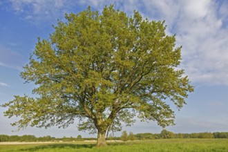 Flowering English oak in a meadow in spring in the valley of the Trebel, Peenetal River Landscape