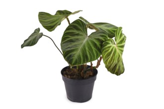 Philodendron Verrucosum houseplant on white background