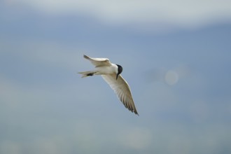 Gull-billed tern (Gelochelidon nilotica) flying in the sky, hunting, ebro delta, Catalonia, Spain,