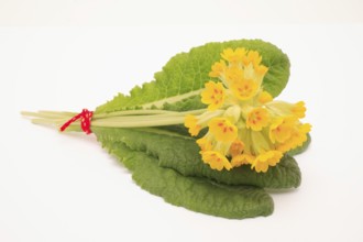 Common cowslip (Primula veris), is a species of plant from the genus Primula, medicinal plant,