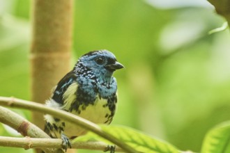 Turquoise tanager (Tangara mexicana) sitting on a branch, Bavaria, Germany, Europe