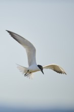 Gull-billed tern (Gelochelidon nilotica) flying in the sky, hunting, ebro delta, Catalonia, Spain,