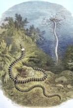 Threadworm or Northern Tendril Worm, Cirratulus cirratus, Historical, digitally restored