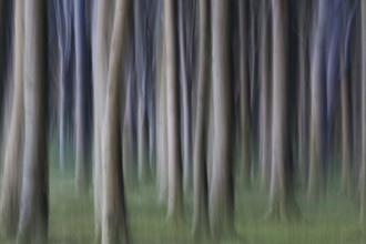 Abstract, motion blurred beech tree trunks at Ghost Wood, Gespensterwald along the Baltic Sea beach