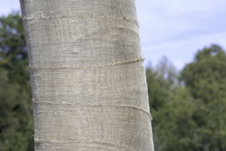 Exposed beech tree (Fagus sylvatica) trunk wrapped in burlap, jute as protection for bark against