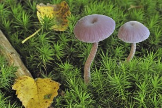 Amethyst deceiver (Laccaria amethystea) fungus amongst moss in autumn forest