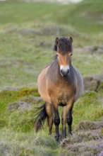 Exmoor pony, De Bollekamer nature reserve, Texel island, North Holland, Netherlands