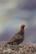 Red Grouse ( Lagopus lagopus scoticus) Cairngorms National Park, Scotland, United Kingdom, Europe