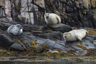 Grey seal, Halichoerus grypus, Northumberland, England, Great Britain