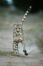 Cheetah (Acinonyx jubatus)