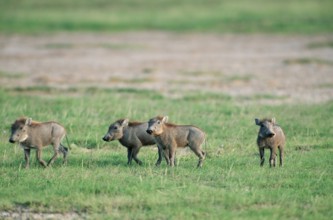 Young desert warthog (Phacochoerus aethiopicus), Amboseli National Park, Pig, Kenya, Africa