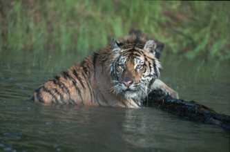 Siberian tiger (Panthera tigris altaica)