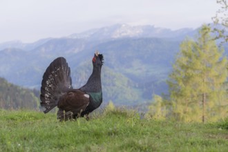 Western capercaillie (Tetrao urogallus) courting, Kalkalpen National Park, Upper Austria, Austria,