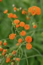 Tassel Flower 'Irish Poet (Emilia coccinea)