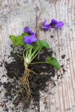 Wood violet (Viola odorata) with roots