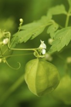 Balloon plant, balloon plant (Cardiospermum halicacabum)