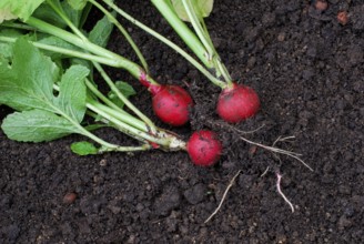 Radish ( Raphanus sativus sativus)