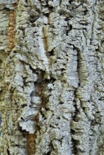 Cork oaksbark (Quercus suber)