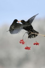 Blackbirds (Turdus merula), males, fighting over berries, Germany, Europe