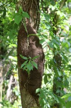 Termite (Isoptera) nest, Honduras, Central America